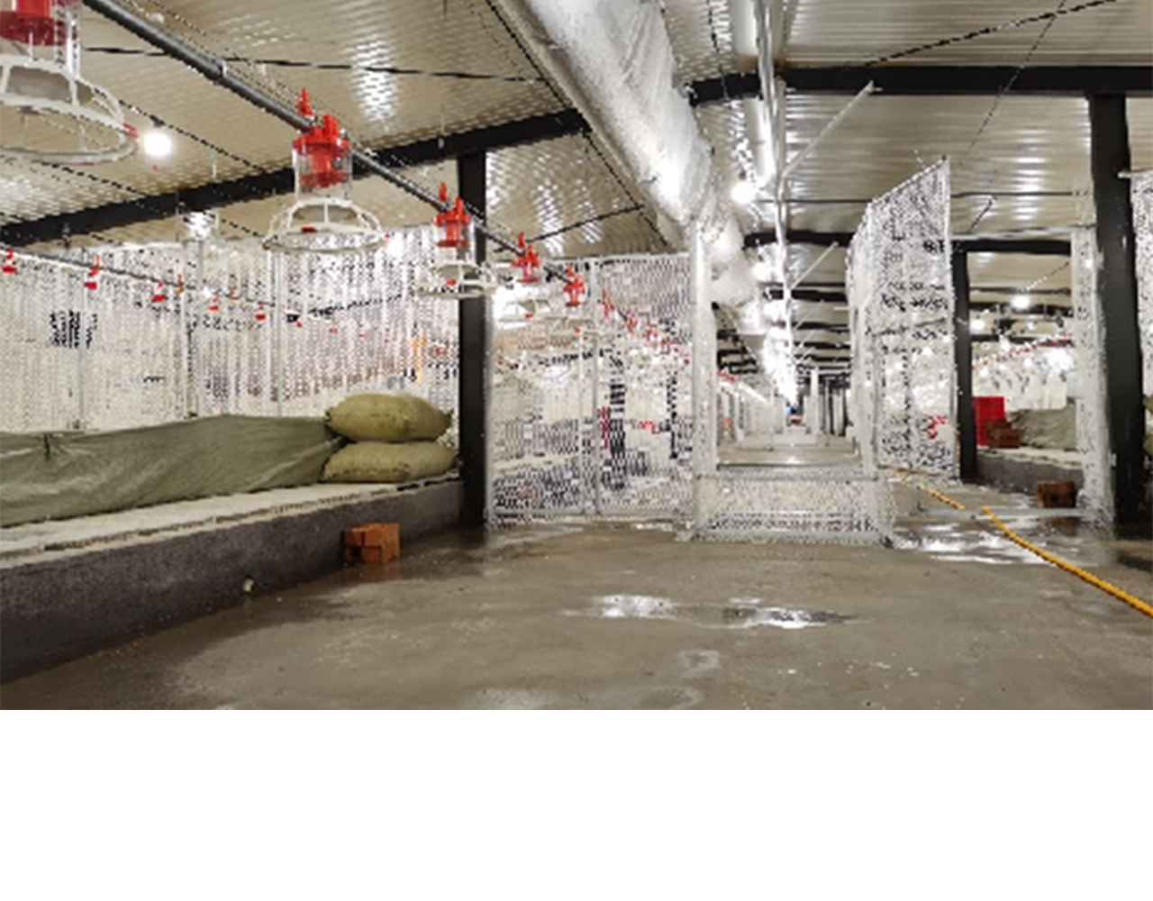 诸城益仙种禽公司